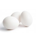 Chicken Egg Medium